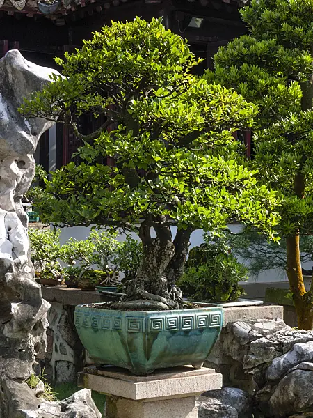 411197 - Bonsai in a turquoise-coloured pot in front of a stone wall in a bonsai garden