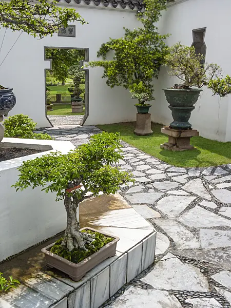 411216 - Bonsai in front of white walls and garden path made of stone slabs in a bonsai garden