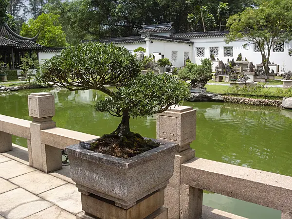411218 - Bonsai on a tiled terrace with stone balustrade in an Asian garden