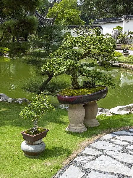 411214 - Bonsai on stone platforms in front of a pond in a bonsai garden