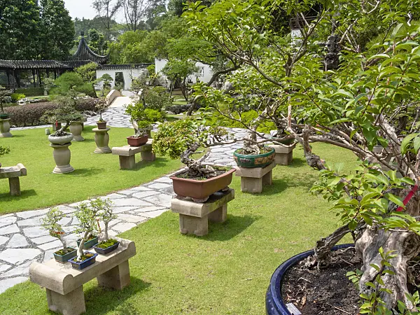 411215 - Bonsai on stone platforms on a lawn and garden path made of stone slabs in a bonsai garden