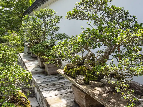 411205 - Bonsai on wooden platforms in front of a white wall in a bonsai garden