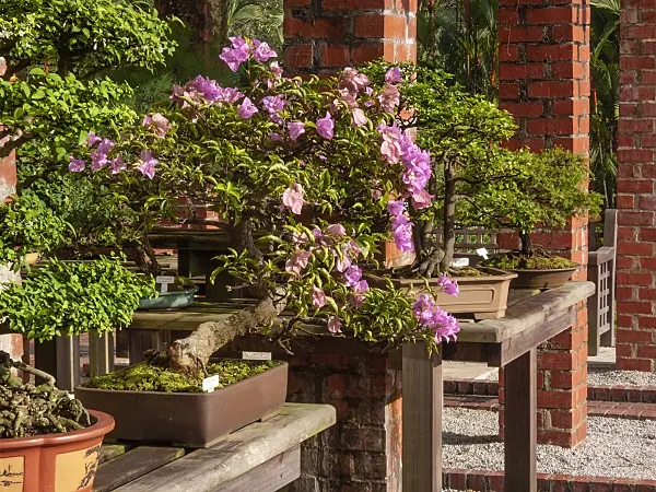 411063 - Bonsai on wooden tables in a bonsai garden