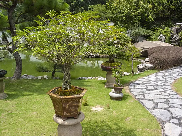 411217 - Bonsai with Asian plant pot near a pond and stone bridge in a Japanese garden