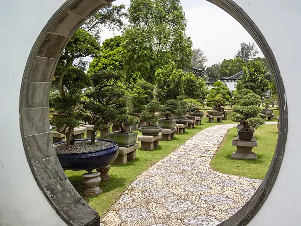 411225 - Bonsaigarten, Singapur