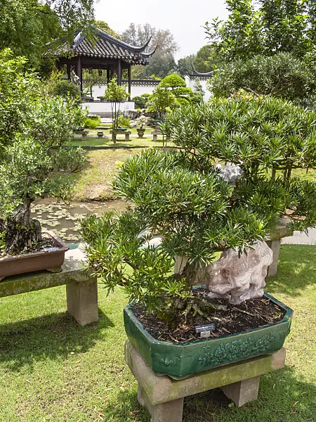 411223 - Bonsais in planters on stone pedestals with pagoda-shaped house, Bonsai Garden, Singapore