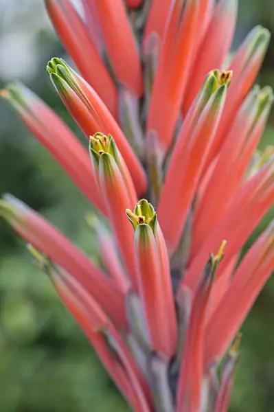 492008 - Book aloe (Aloe suprafoliata)