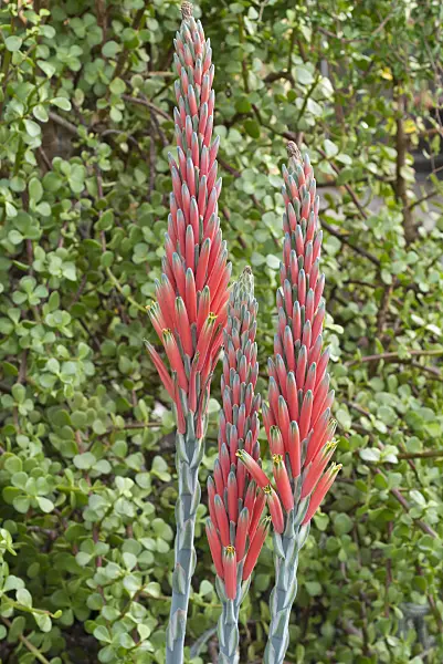 551013 - Book aloe (Aloe suprafoliata)