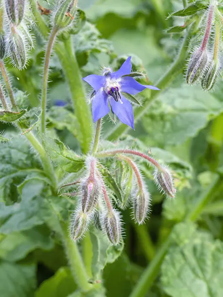 449048 - Borage (Borago officinalis)