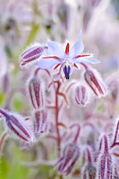 474233 - Borage (Borago officinalis)