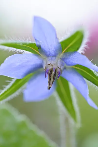 476059 - Borage (Borago officinalis)