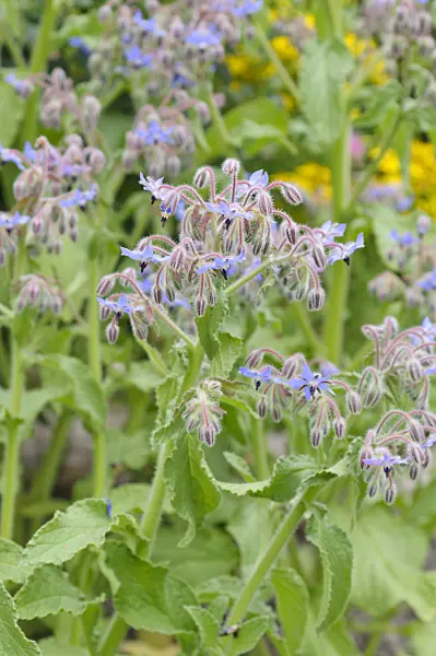 486066 - Borage (Borago officinalis)