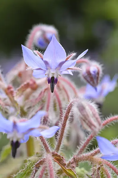 498008 - Borage (Borago officinalis)