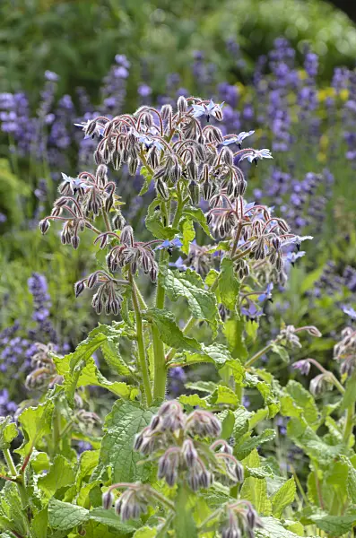 498009 - Borage (Borago officinalis)