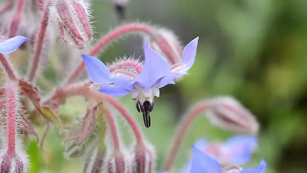 498021 - Borage (Borago officinalis)