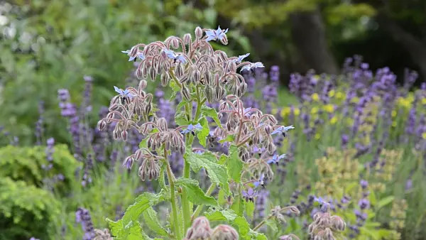 498025 - Borage (Borago officinalis)