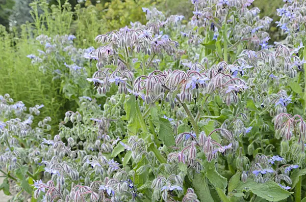 498041 - Borage (Borago officinalis)