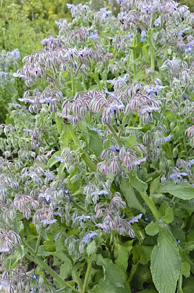498042 - Borage (Borago officinalis)