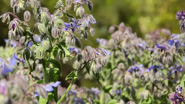 498055 - Borage (Borago officinalis)