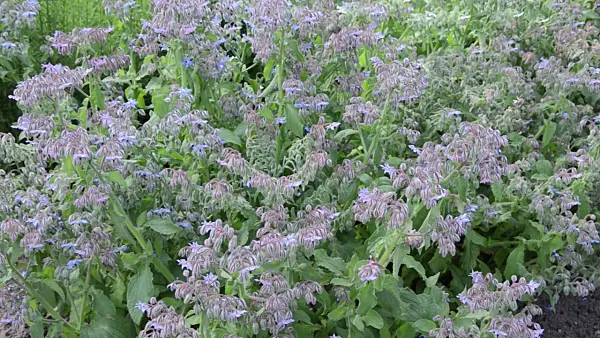 498056 - Borage (Borago officinalis)