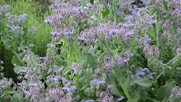 498057 - Borage (Borago officinalis)