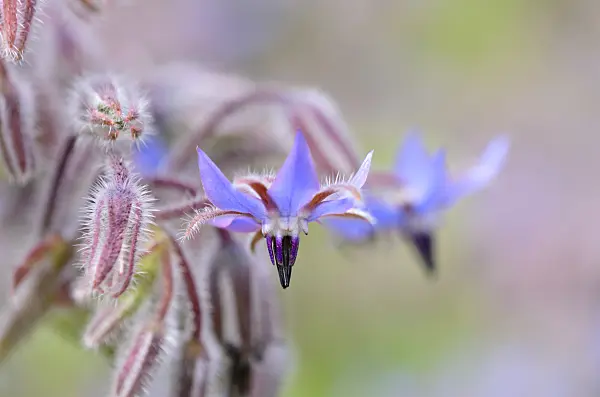 534109 - Borage (Borago officinalis)