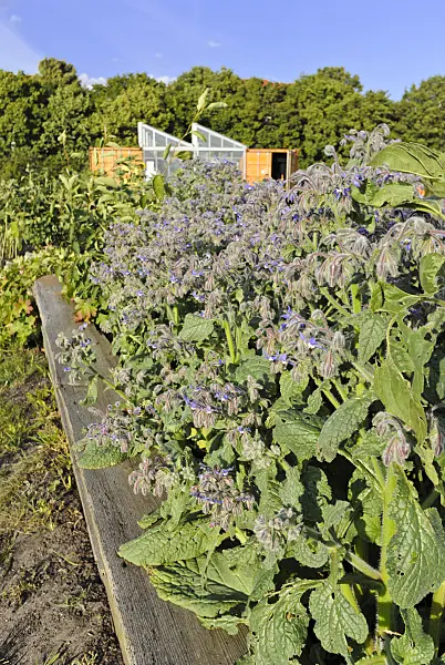 534141 - Borage (Borago officinalis)