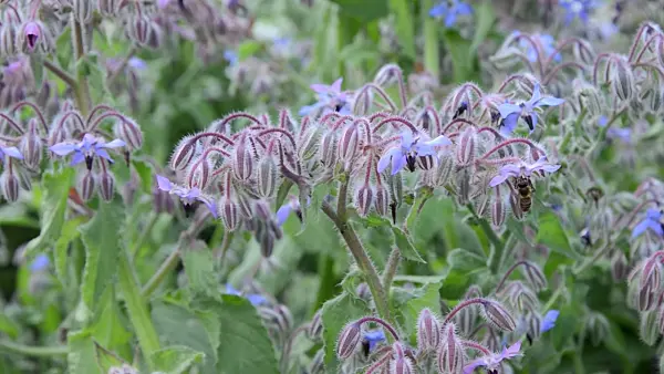 498058 - Borage (Borago officinalis) and bee (Apis)