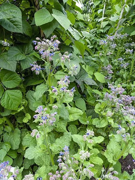 462101 - Borage (Borago officinalis) and green bean (Phaseolus vulgaris var. vulgaris 'Blauhilde')