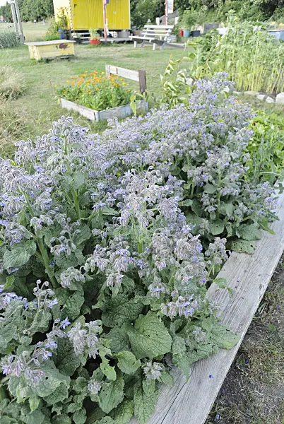 534128 - Borage (Borago officinalis) in a community garden, Tempelhofer Freiheit, Berlin, Germany