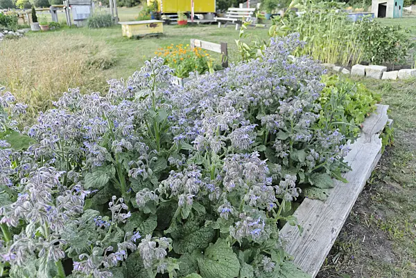 534129 - Borage (Borago officinalis) in a community garden, Tempelhofer Freiheit, Berlin, Germany
