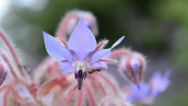 498020 - Borage (Borago officinalis) with ant