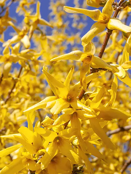 412013 - Border forsythia (Forsythia x intermedia)