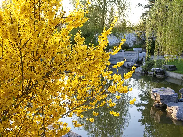 437132 - Border forsythia (Forsythia x intermedia)