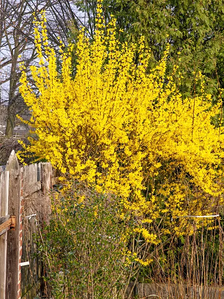 447085 - Border forsythia (Forsythia x intermedia)