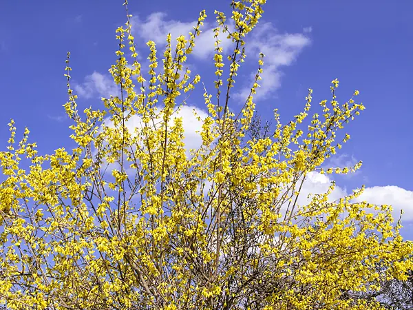 483012 - Border forsythia (Forsythia x intermedia)