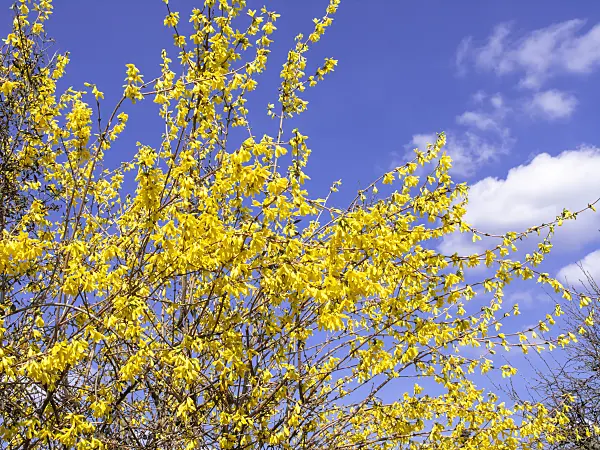 483013 - Border forsythia (Forsythia x intermedia)