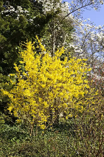 483186 - Border forsythia (Forsythia x intermedia)