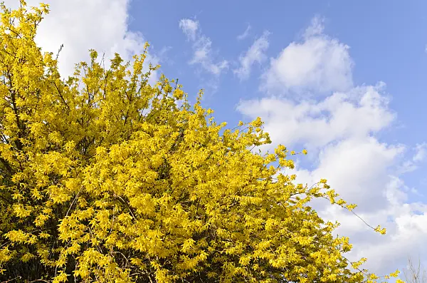 495021 - Border forsythia (Forsythia x intermedia)