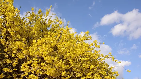 495036 - Border forsythia (Forsythia x intermedia)