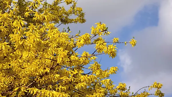 495037 - Border forsythia (Forsythia x intermedia)