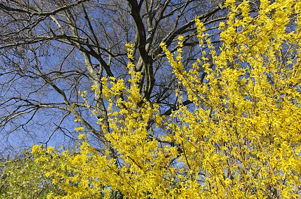 495048 - Border forsythia (Forsythia x intermedia)