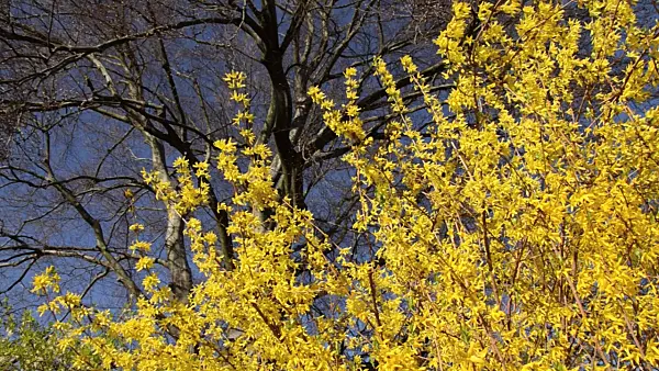 495060 - Border forsythia (Forsythia x intermedia)