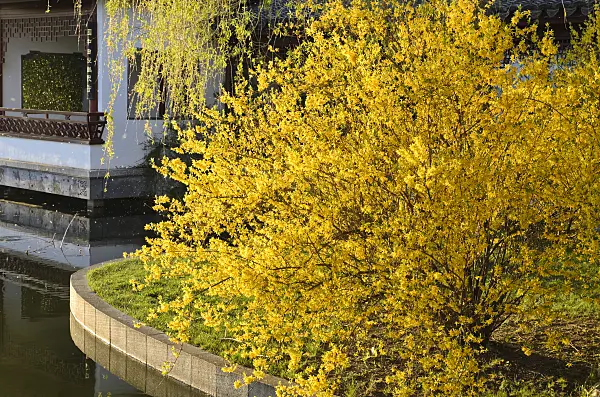 495133 - Border forsythia (Forsythia x intermedia)