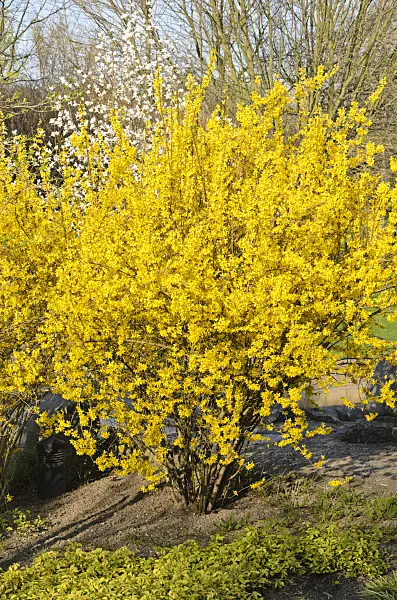 519103 - Border forsythia (Forsythia x intermedia)