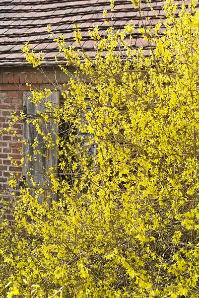 555049 - Border forsythia (Forsythia x intermedia)