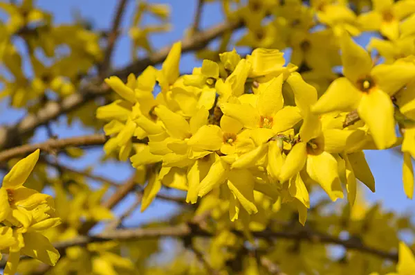 495050 - Border forsythia (Forsythia x intermedia 'Beatrix Farrand')
