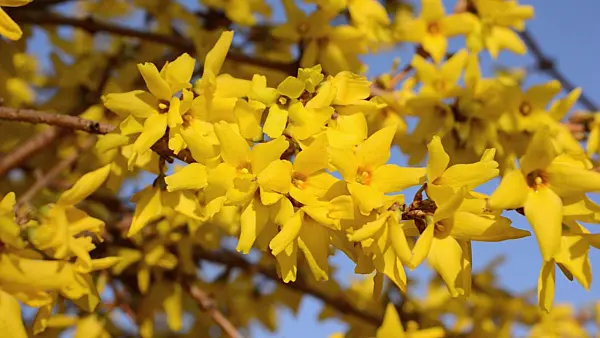 495063 - Border forsythia (Forsythia x intermedia 'Beatrix Farrand')
