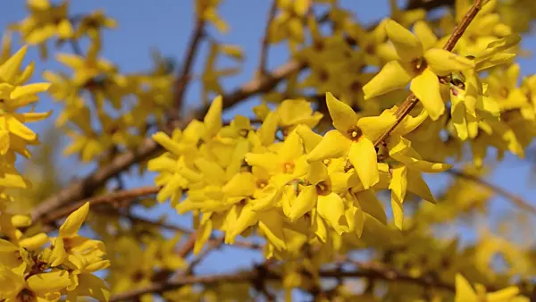 495064 - Border forsythia (Forsythia x intermedia 'Beatrix Farrand')
