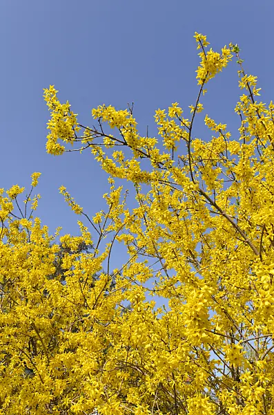 495068 - Border forsythia (Forsythia x intermedia 'Beatrix Farrand')